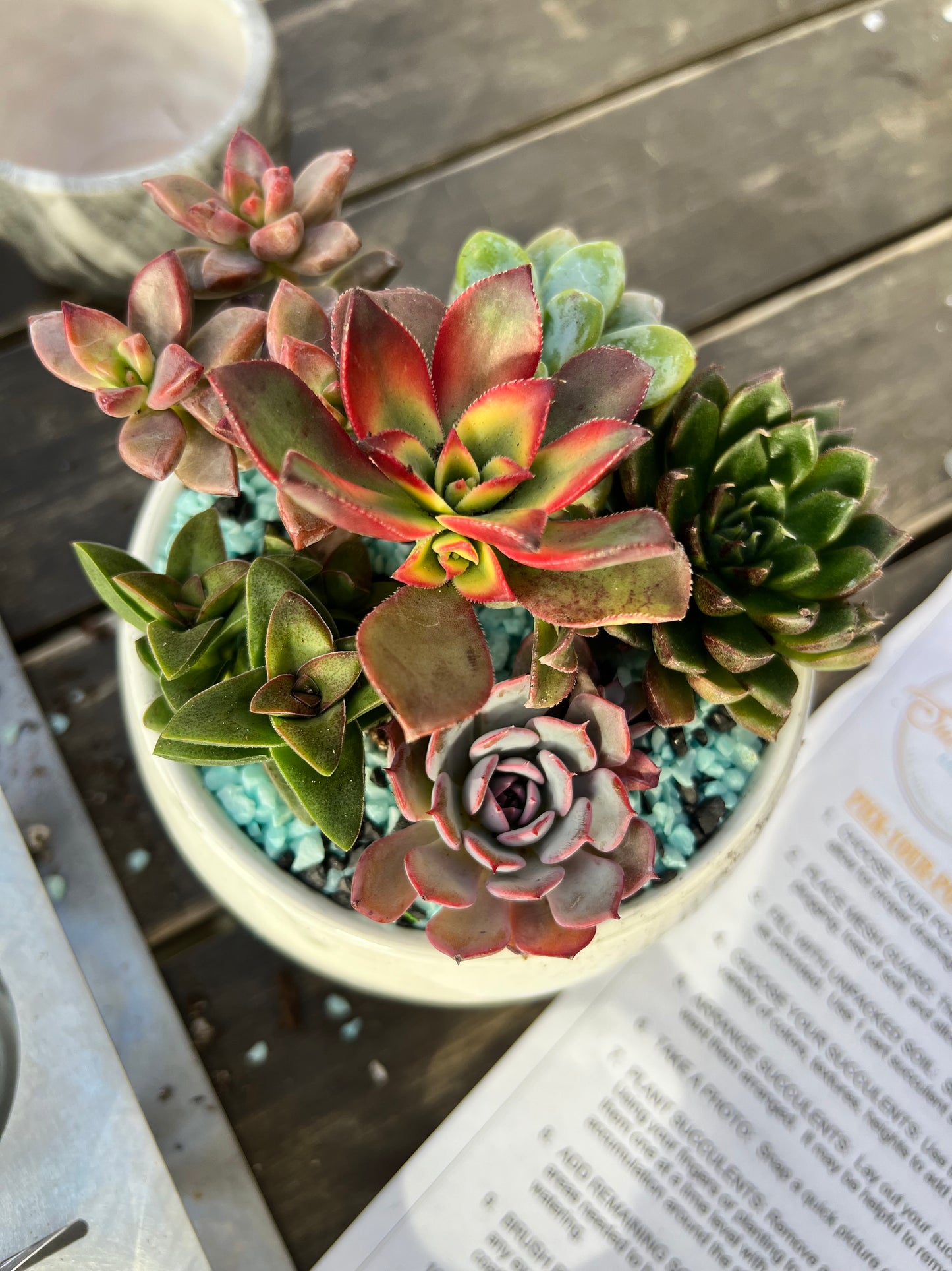 DIY Succulent Workshop | Wet woody's Pub & Grub | Deer Creek, MN | On the Deck Boat!