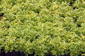 SEDUM 'CUTTING EDGE' -MN OUTDOOR PERENNIAL 4" POT
