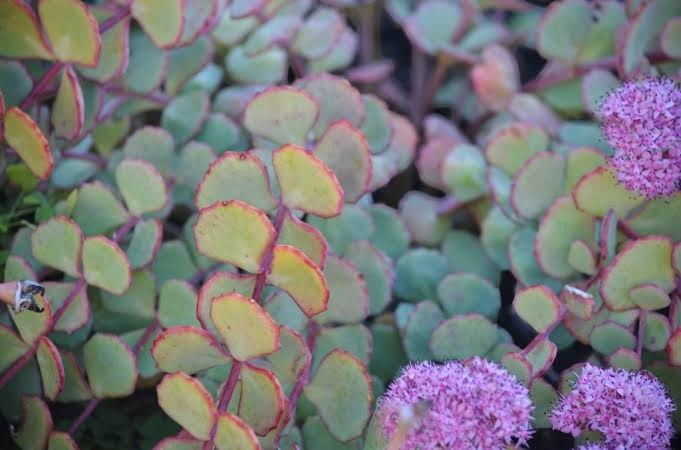 SEDUM OCTOBER DAPHNE ‘Sedum Sieboldii’ -MN OUTDOOR PERENNIAL 4" POT