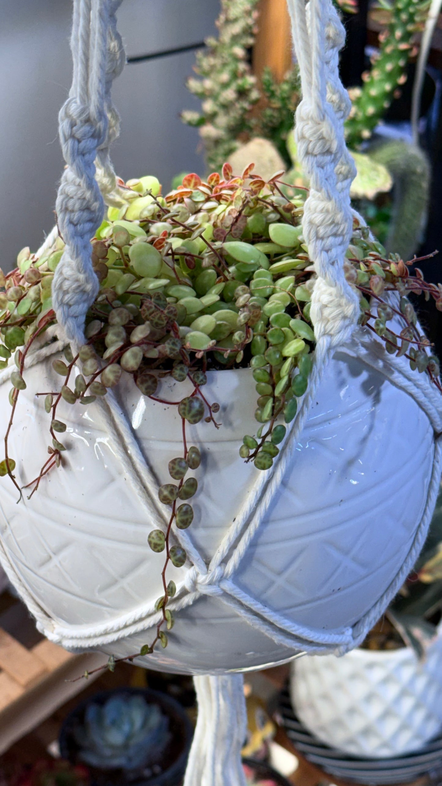 8-inch Hanging Baskets