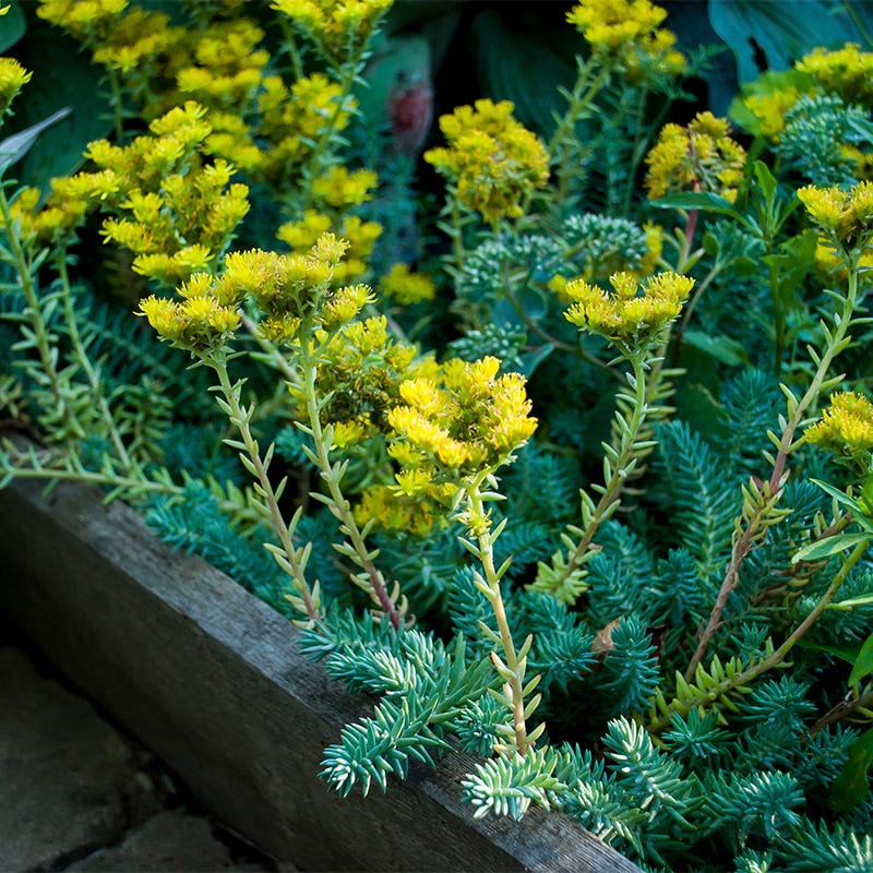 SEDUM BLUE SPRUCE -MN OUTDOOR PERENNIAL 4" POT