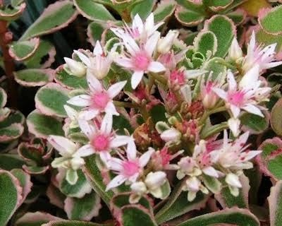 SEDUM 'TRICOLOR' -MN OUTDOOR PERENNIAL 4" POT
