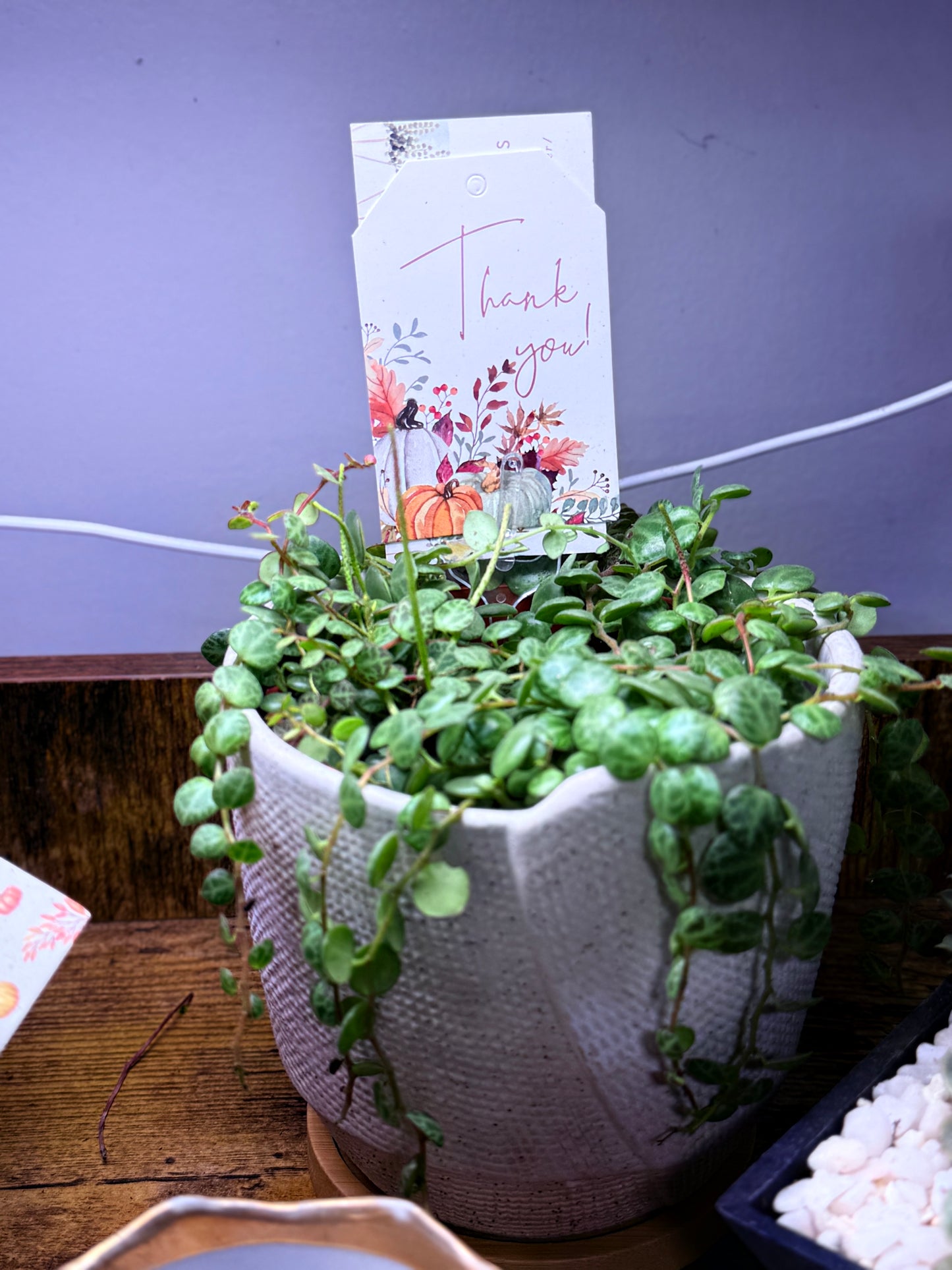 String of Turtles in unsealed rustic planter with bamboo tray & gift tag of choice