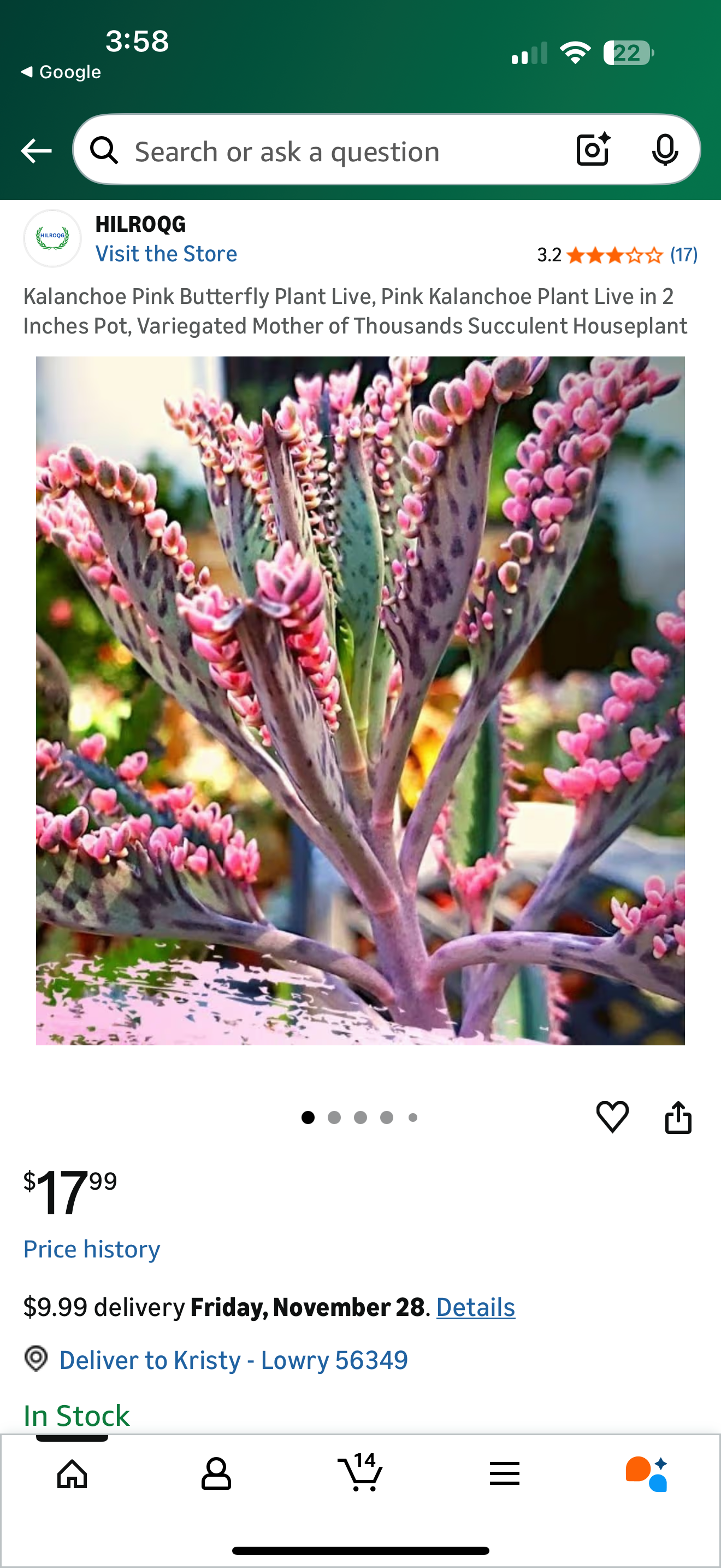 Rare Find -Variegated Pink Butterfly Mother of Thousands - Only 3 available