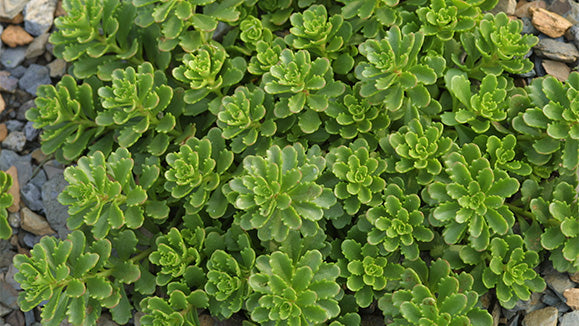 SEDUM WEIHENSTEPHANER GOLD -MN OUTDOOR PERENNIAL 4" POT