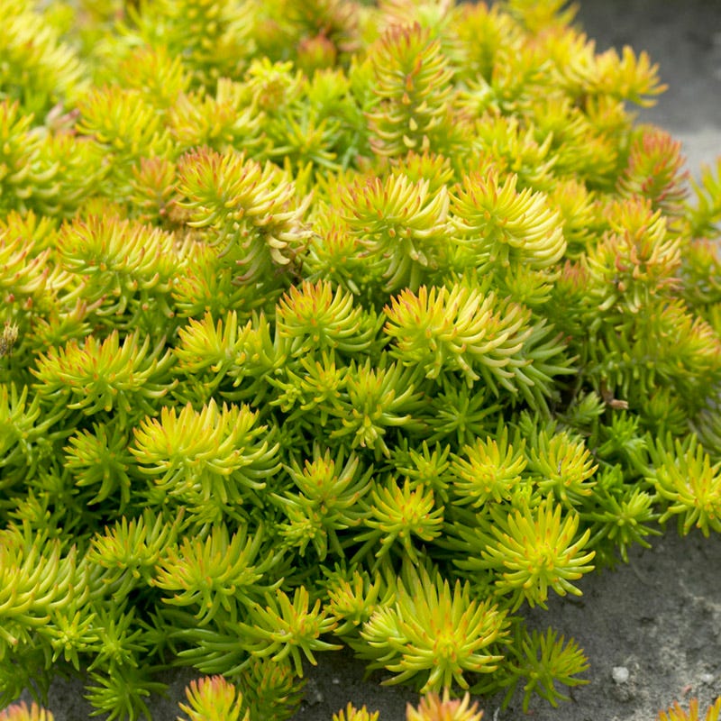 SEDUM ANGELINA -MN OUTDOOR PERENNIAL 4" Pot
