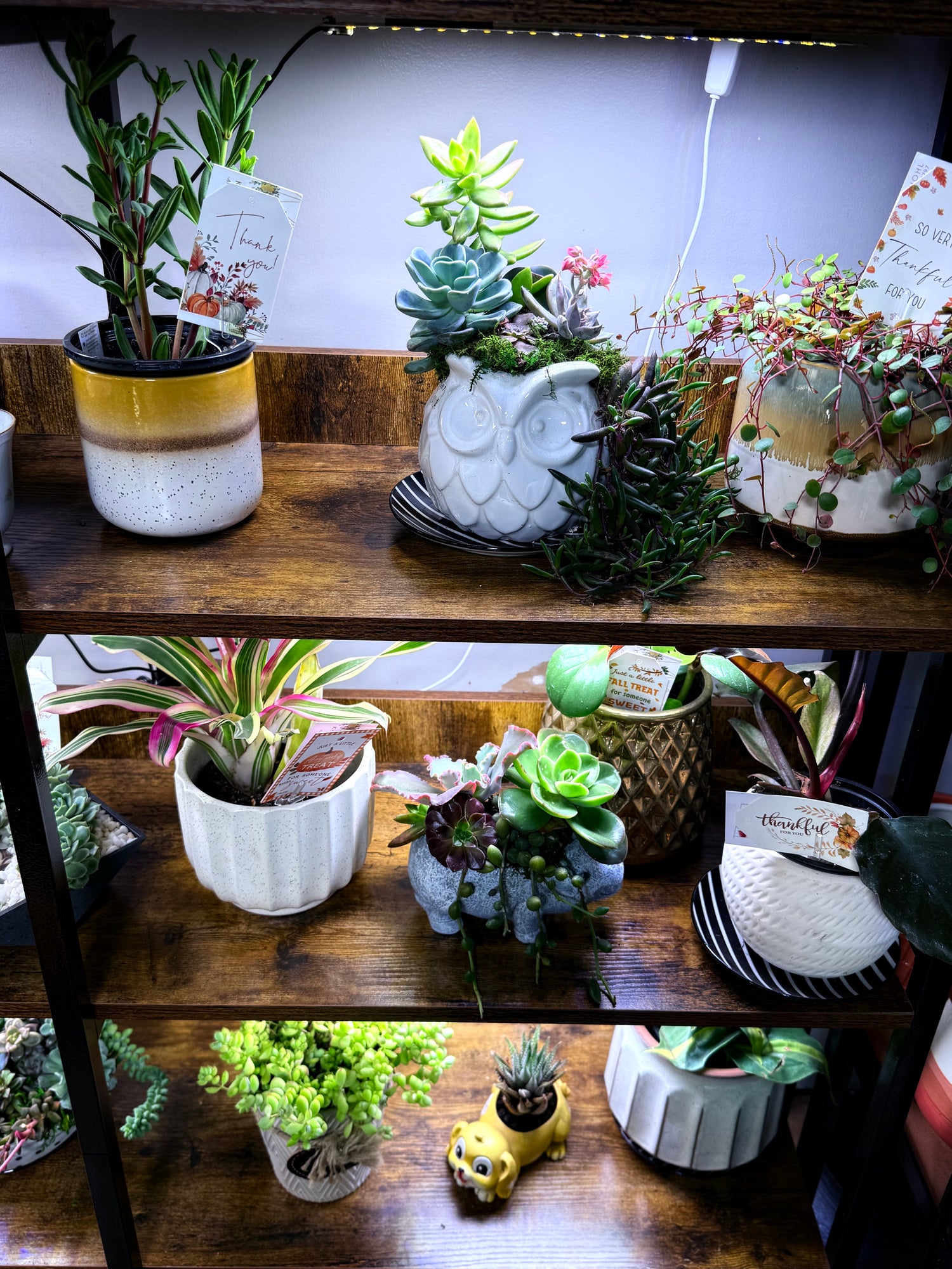 Grab & Go Plants, Arrangements, & Gifts -Available for Lowry, Sauk Centre, Starbuck & Hancock Pickup