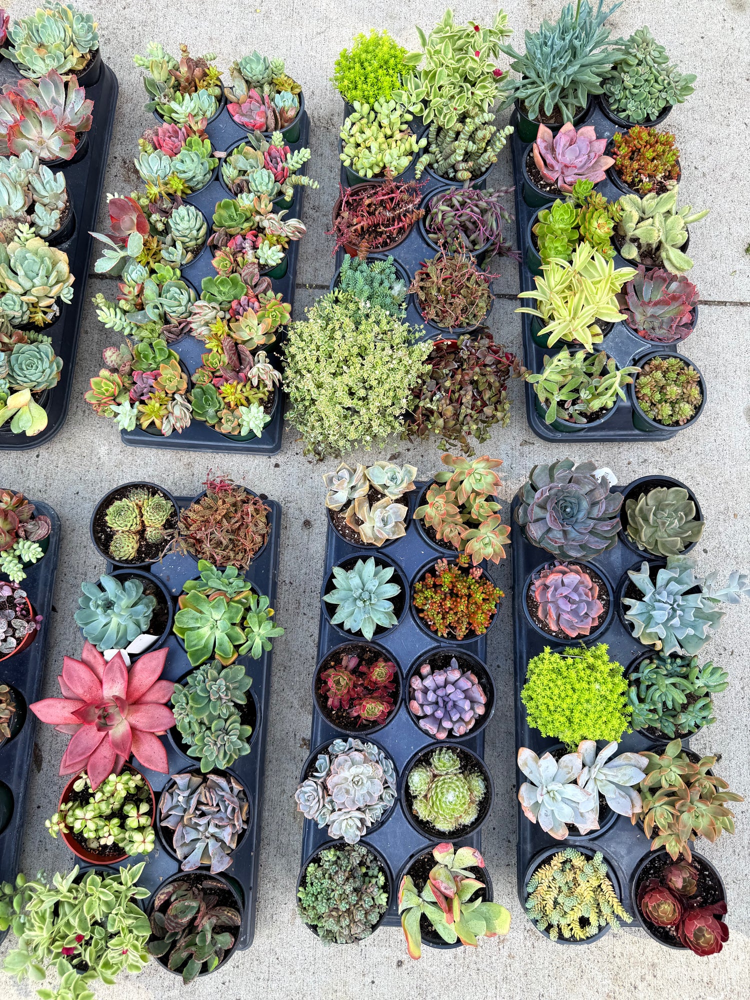 Wide Variety of Premium Succulents from 2 inch nursery pots up to 10” hanging baskets.