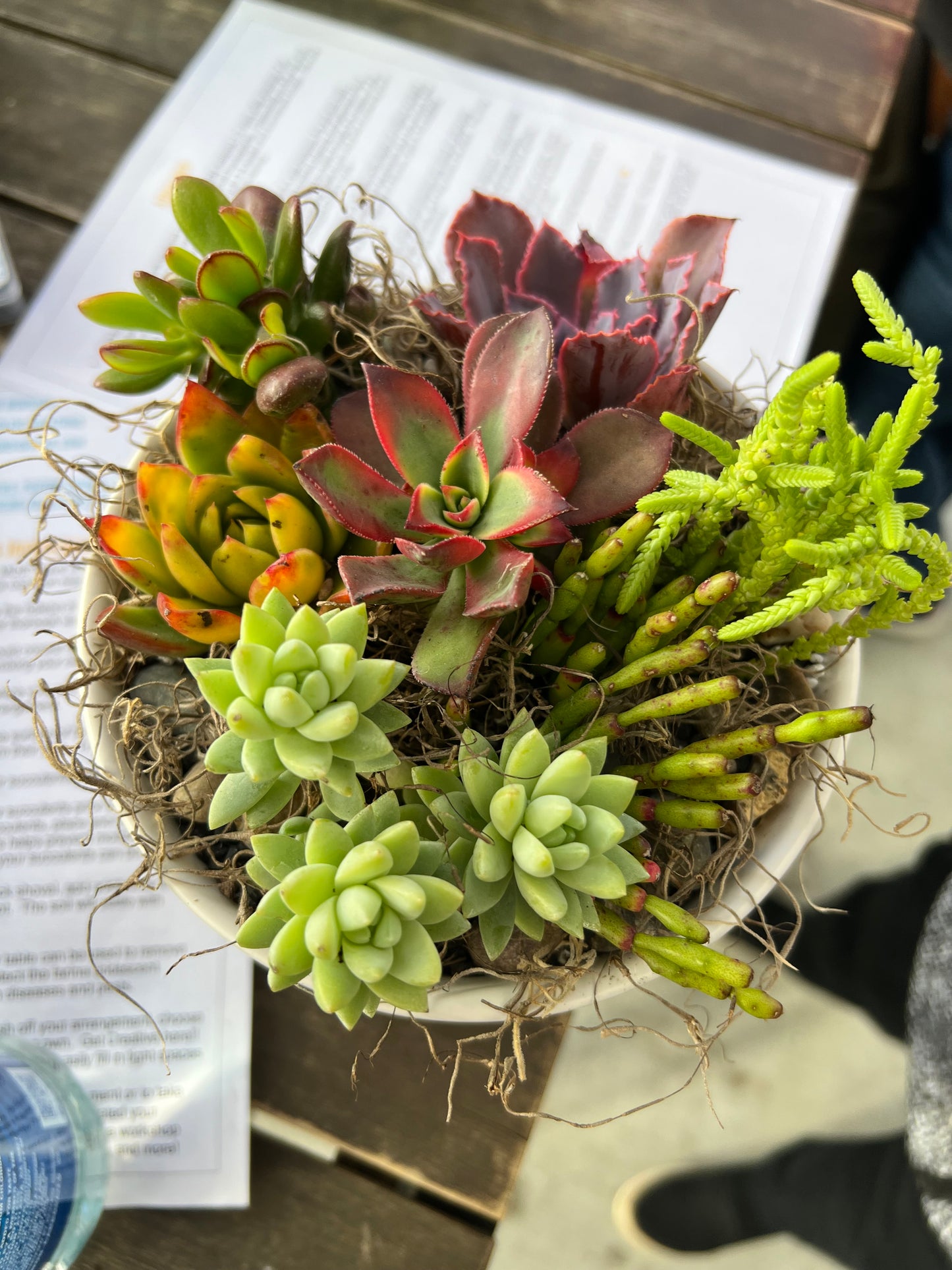 DIY Succulent Workshop | Wet woody's Pub & Grub | Deer Creek, MN | On the Deck Boat!