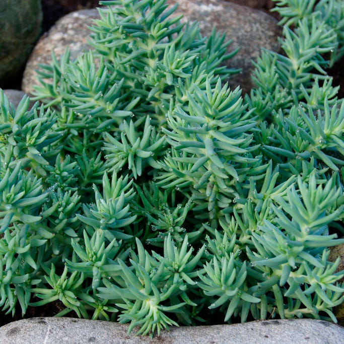 SEDUM BLUE SPRUCE -MN OUTDOOR PERENNIAL 4" POT