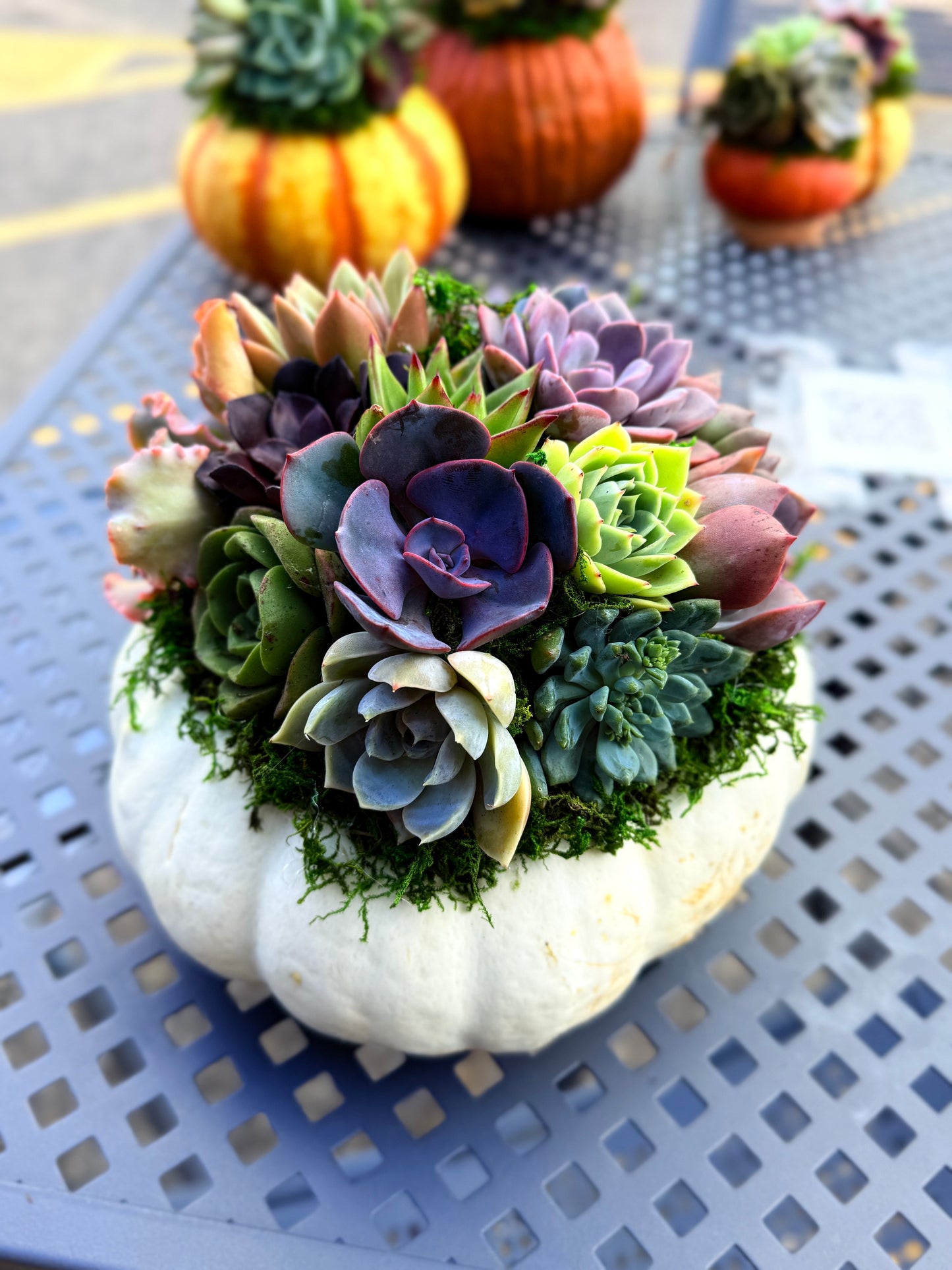Succulent Pumpkin Workshop| Copper Trail Brewing Co. | Alexandria, MN - Oletoberfest