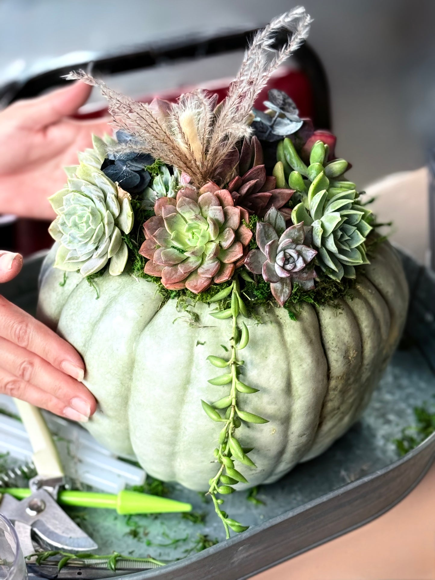 Succulent Pumpkin Workshop| ABC Brewing| Battle Lake, MN