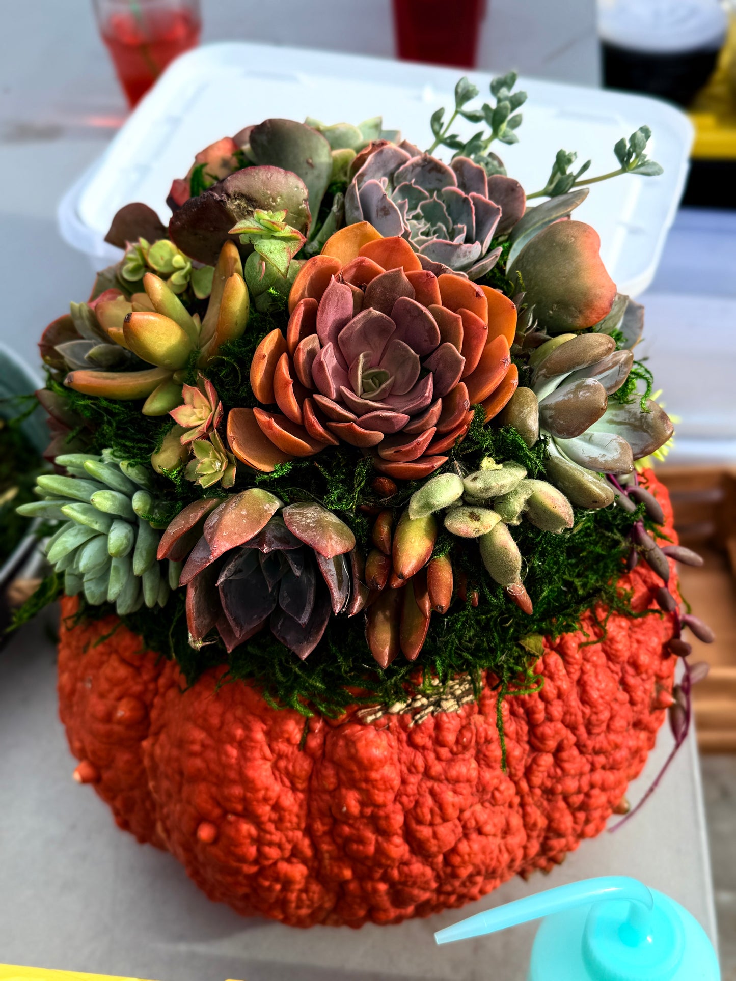 Succulent Pumpkin Workshop| ABC Brewing| Battle Lake, MN