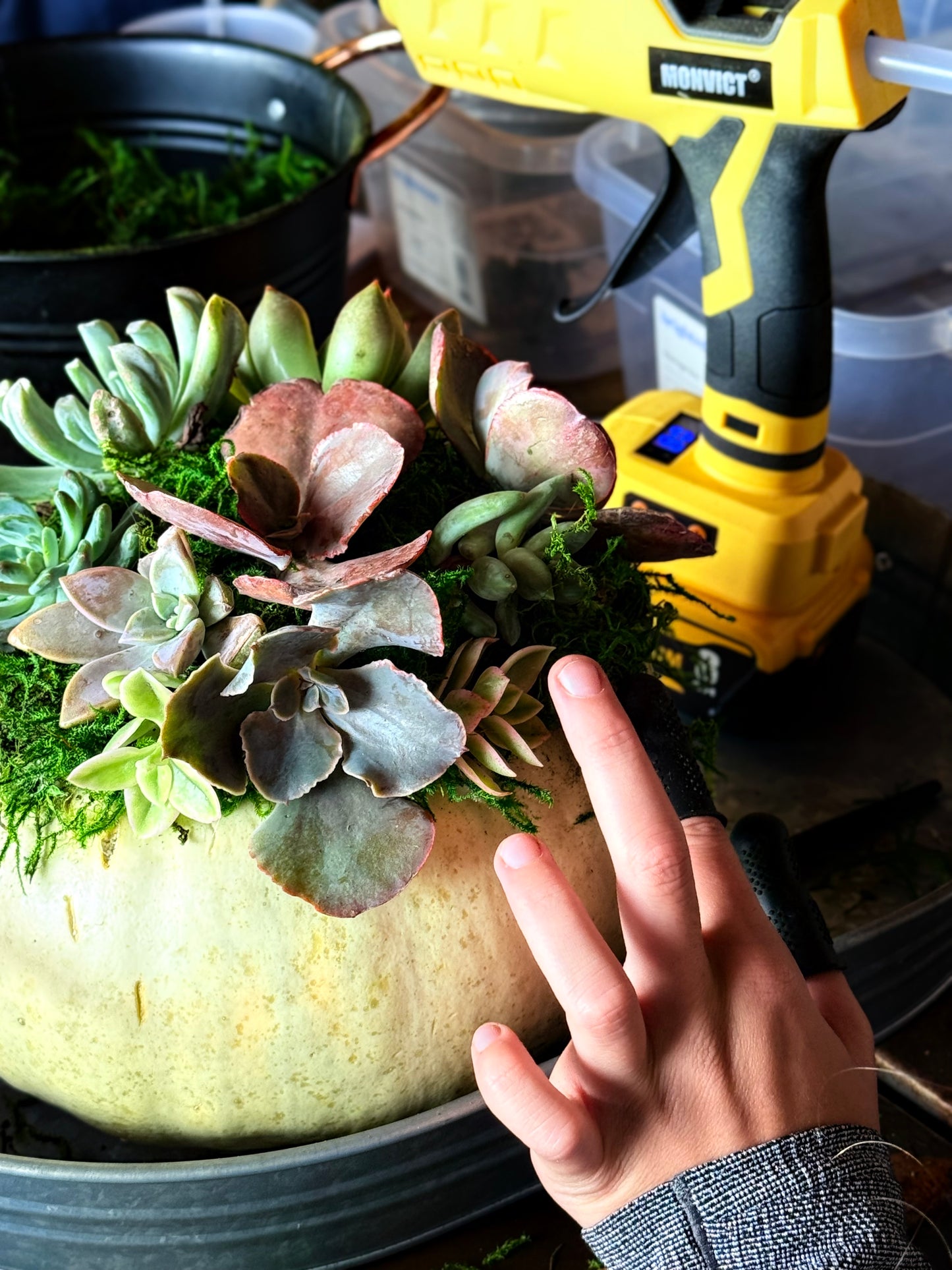 Succulent Pumpkin Workshop| ABC Brewing| Battle Lake, MN