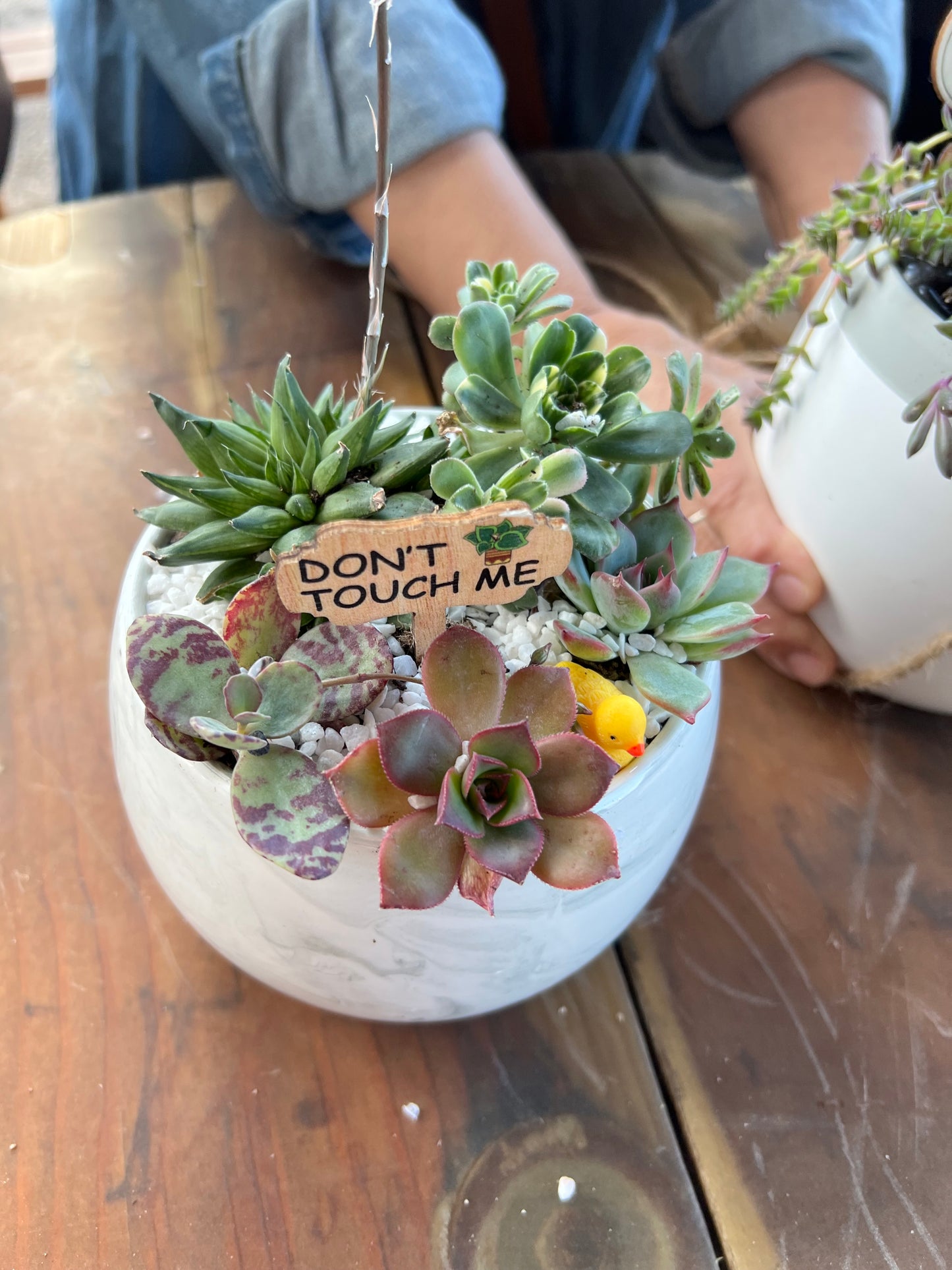 DIY Succulent Workshop | Wet woody's Pub & Grub | Deer Creek, MN | On the Deck Boat!
