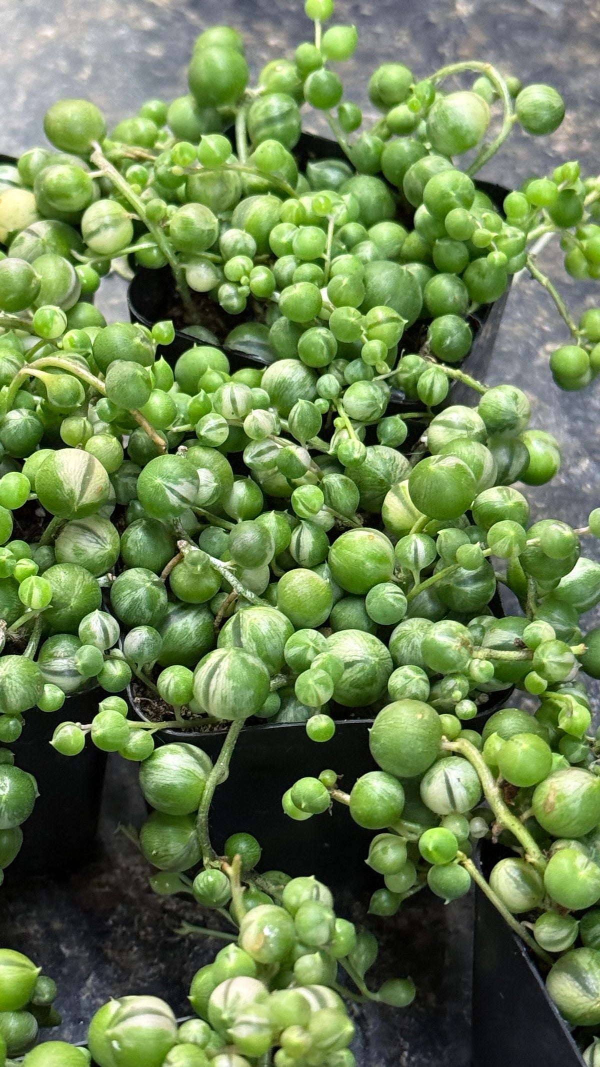 Variegated String of Pearls Trailing Succulent