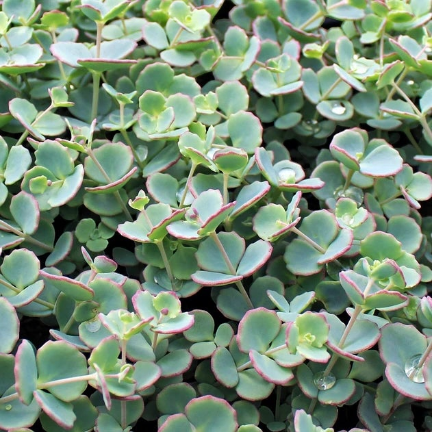 SEDUM OCTOBER DAPHNE ‘Sedum  Sieboldii’ -MN OUTDOOR PERENNIAL 4" POT
