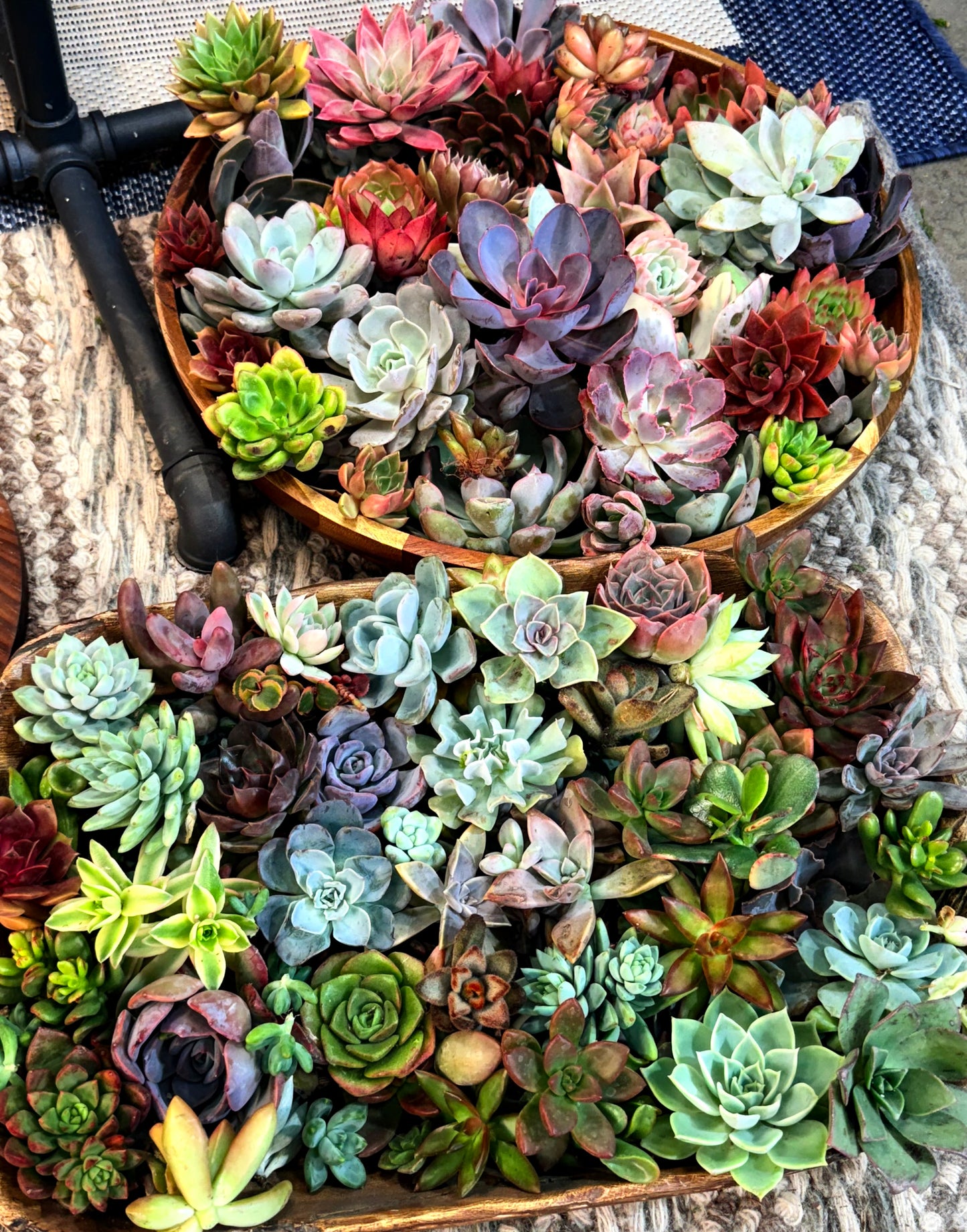 Succulent Pumpkin Workshop| ABC Brewing| Battle Lake, MN