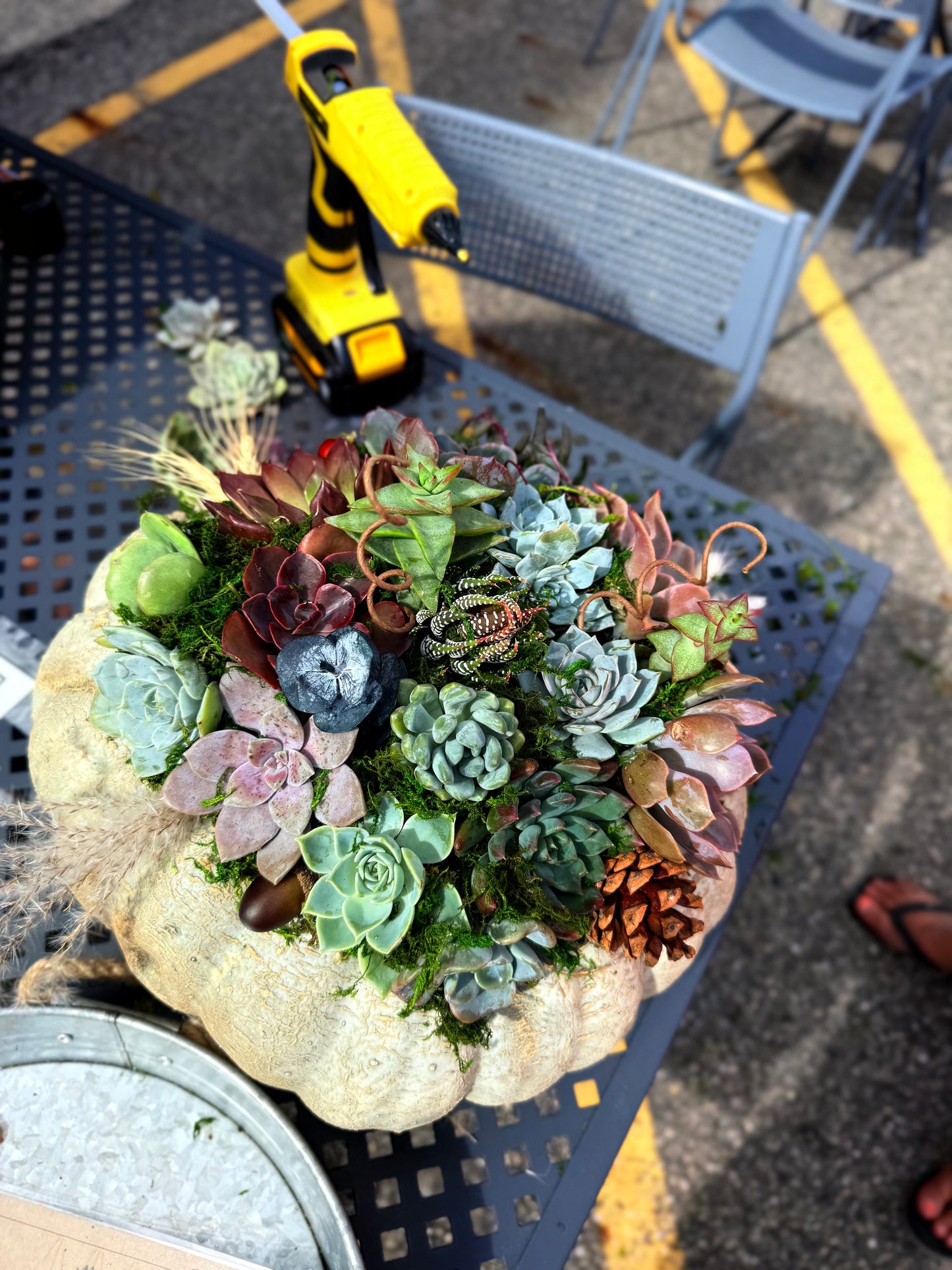 Succulent Pumpkin Workshop| ABC Brewing| Battle Lake, MN