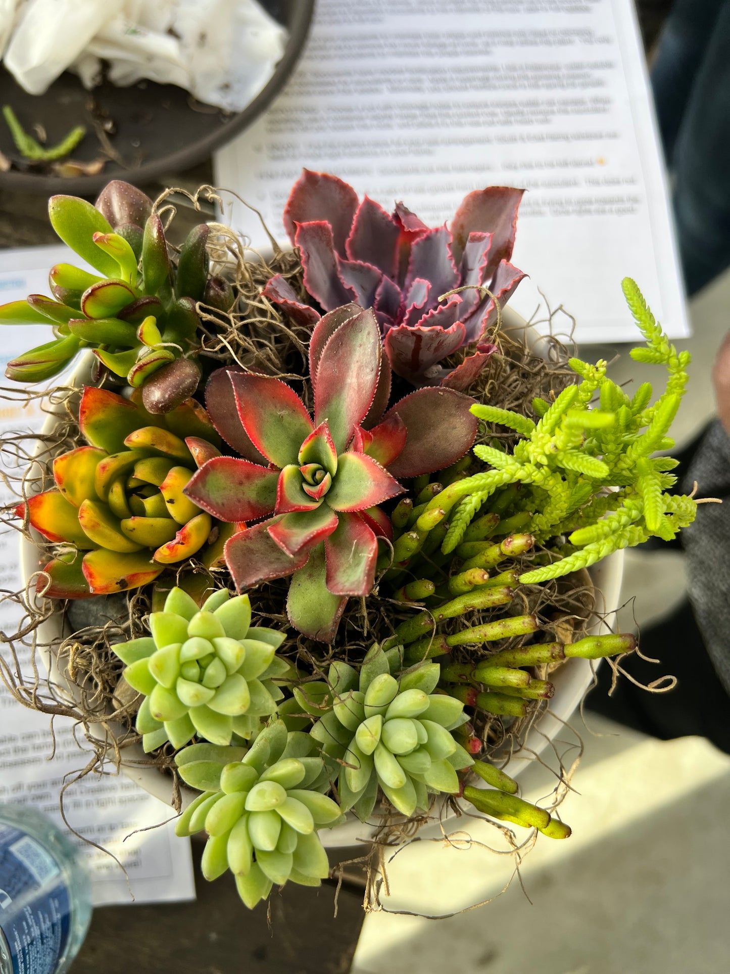 DIY Succulent Workshop | Wet woody's Pub & Grub | Deer Creek, MN | On the Deck Boat!
