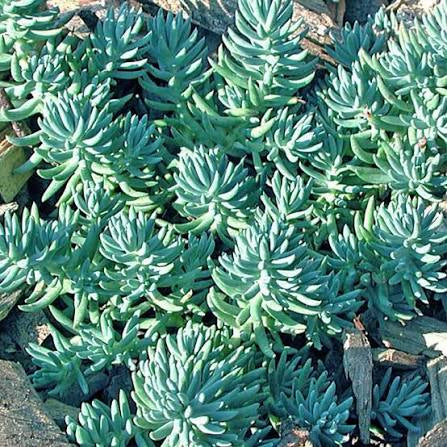 SEDUM BLUE SPRUCE -MN OUTDOOR PERENNIAL 4" POT
