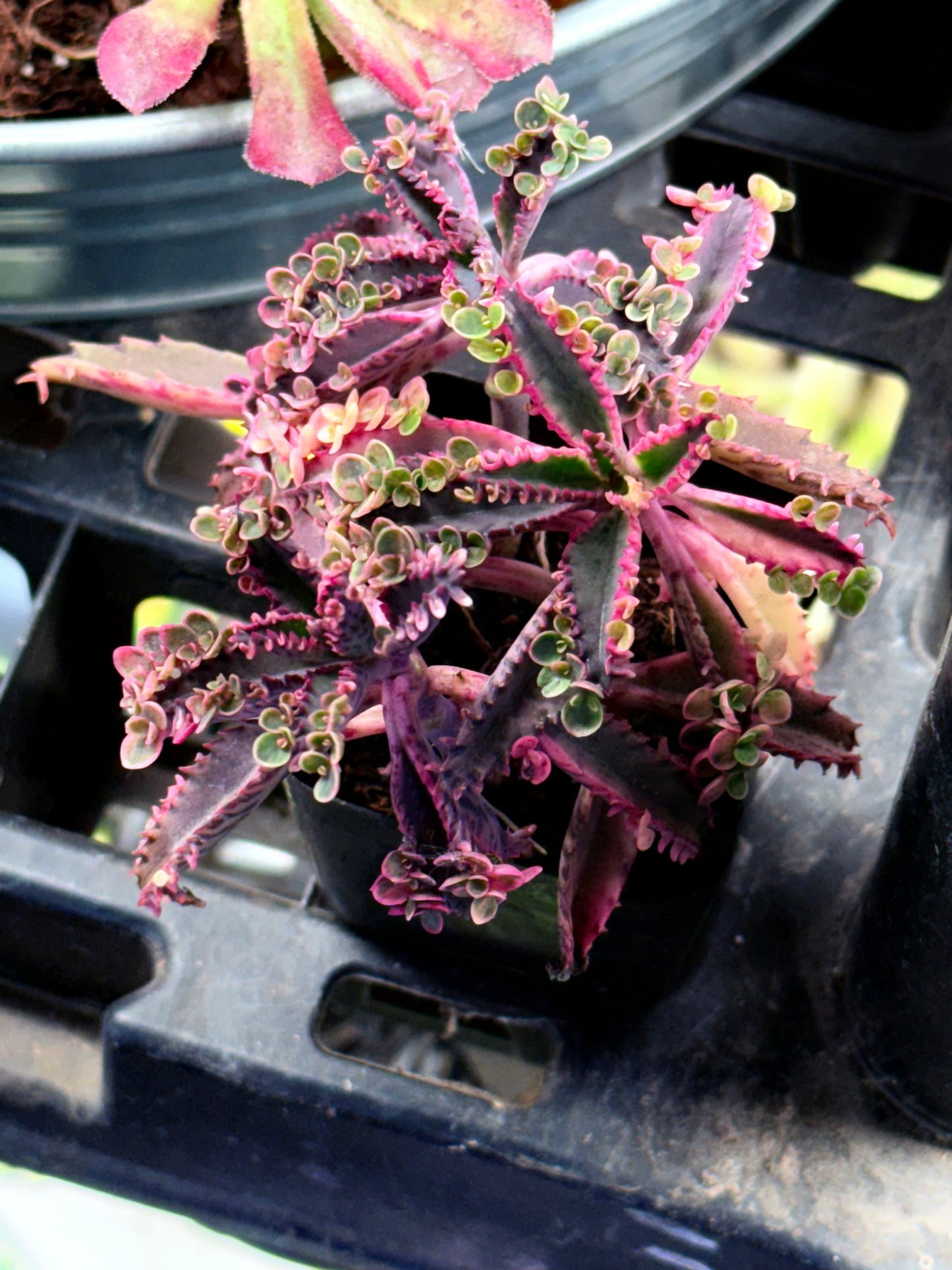 Rare Find -Variegated Pink Butterfly Mother of Thousands - Only 3 available