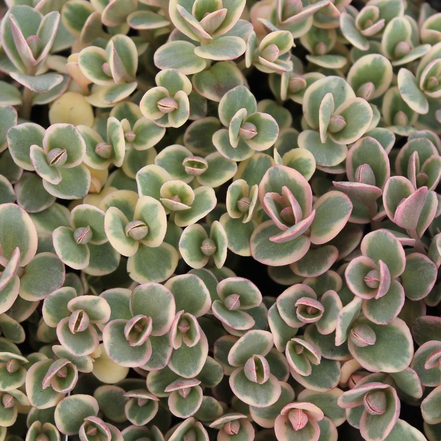SEDUM LIME TWISTER -MN OUTDOOR PERENNIAL 4" POT