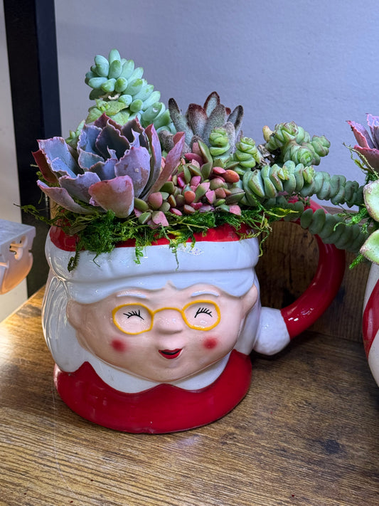 Mrs. Claus Succulent Planter
Holiday Succulent Arrangement | Ready to Gift