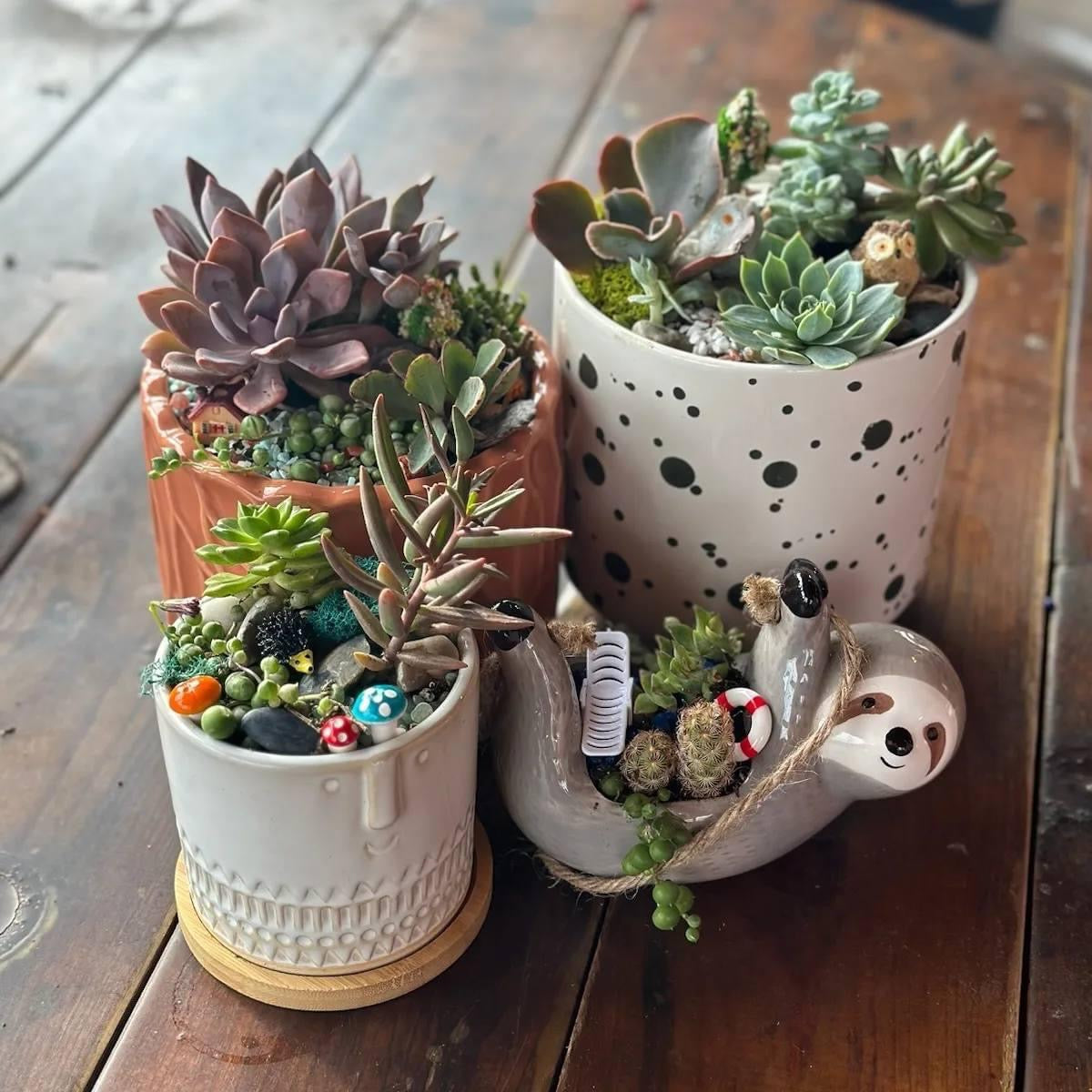 DIY Succulent Workshop | Wet woody's Pub & Grub | Deer Creek, MN | On the Deck Boat!