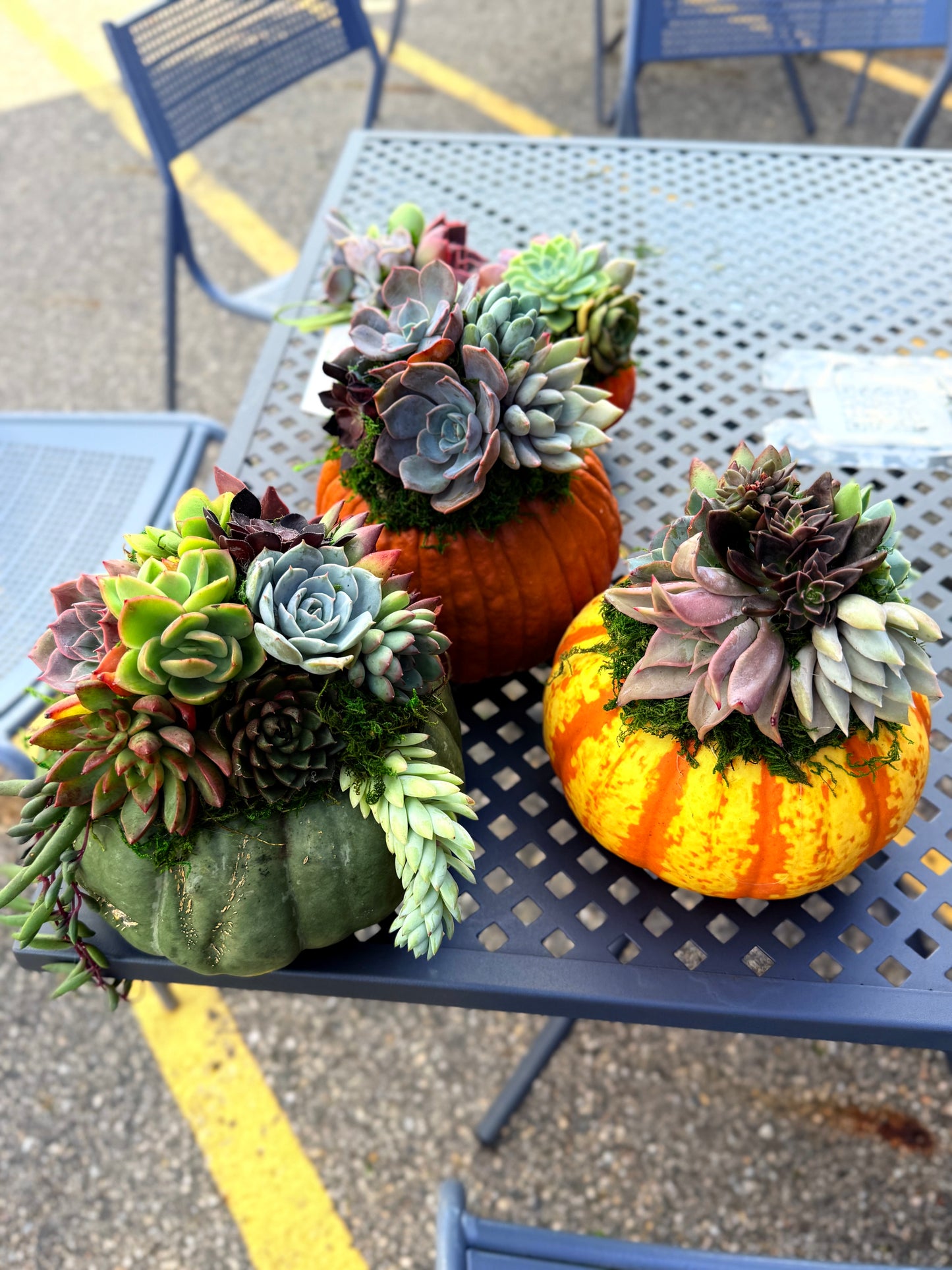 Succulent Pumpkin Workshop| Wet woody's Pub & Grub | Deer Creek, MN