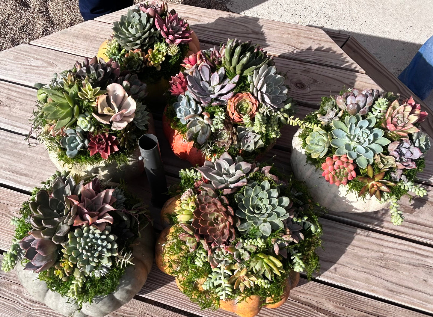 Succulent Pumpkin Workshop| ABC Brewing| Battle Lake, MN