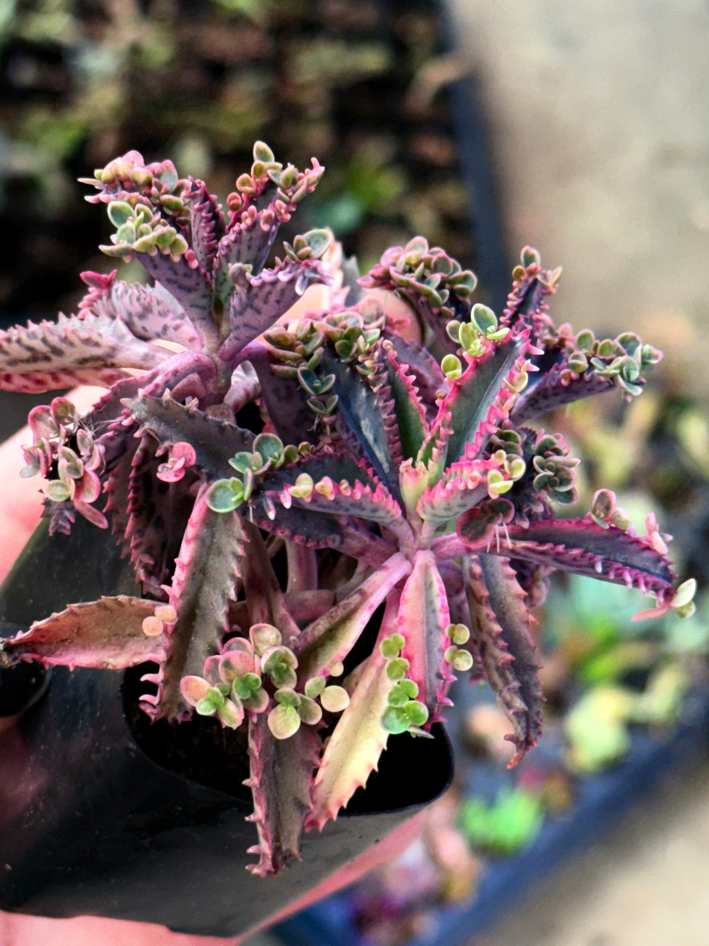 Rare Find -Variegated Pink Butterfly Mother of Thousands - Only 3 available
