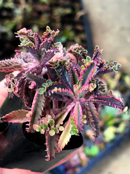 Rare Find -Variegated Pink Butterfly Mother of Thousands - Only 3 available