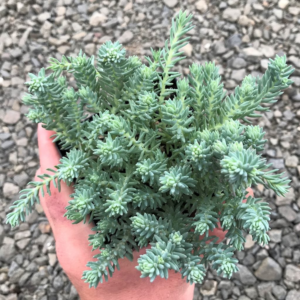 SEDUM BLUE SPRUCE -MN OUTDOOR PERENNIAL 4" POT