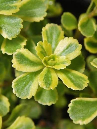 SEDUM 'CUTTING EDGE' -MN OUTDOOR PERENNIAL 4" POT