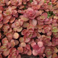 SEDUM CHERRY TART -MN OUTDOOR PERENNIAL 4" POT