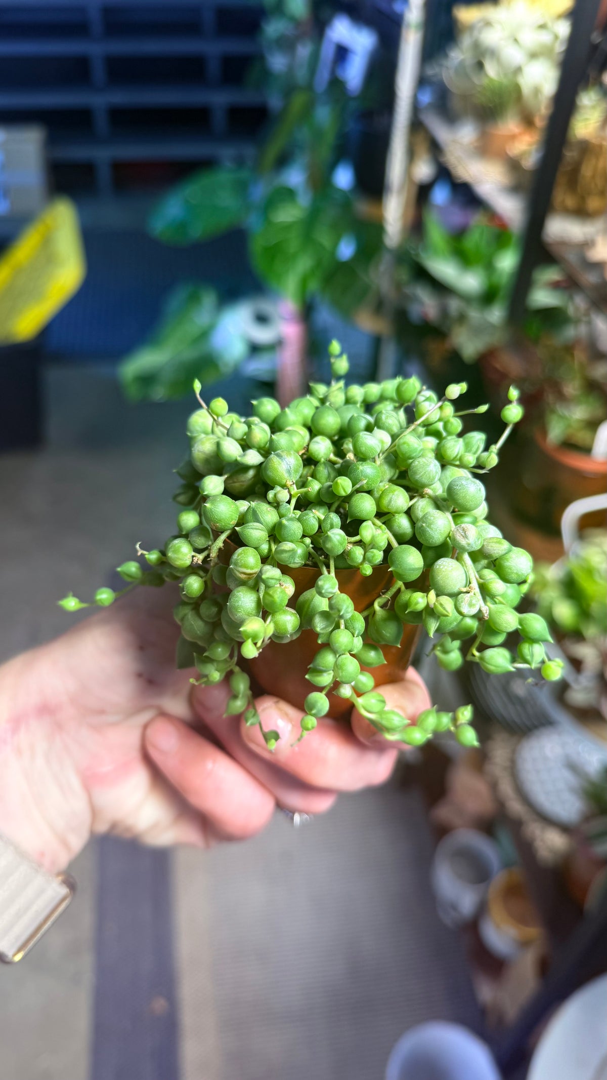 Variegated String of Pearls Trailing Succulent