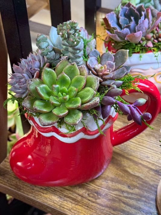 Christmas Stocking Succulent Planter
Holiday Succulent Arrangement | Ready to Gift