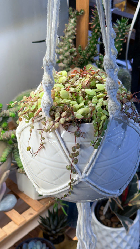 8-inch Hanging Baskets
