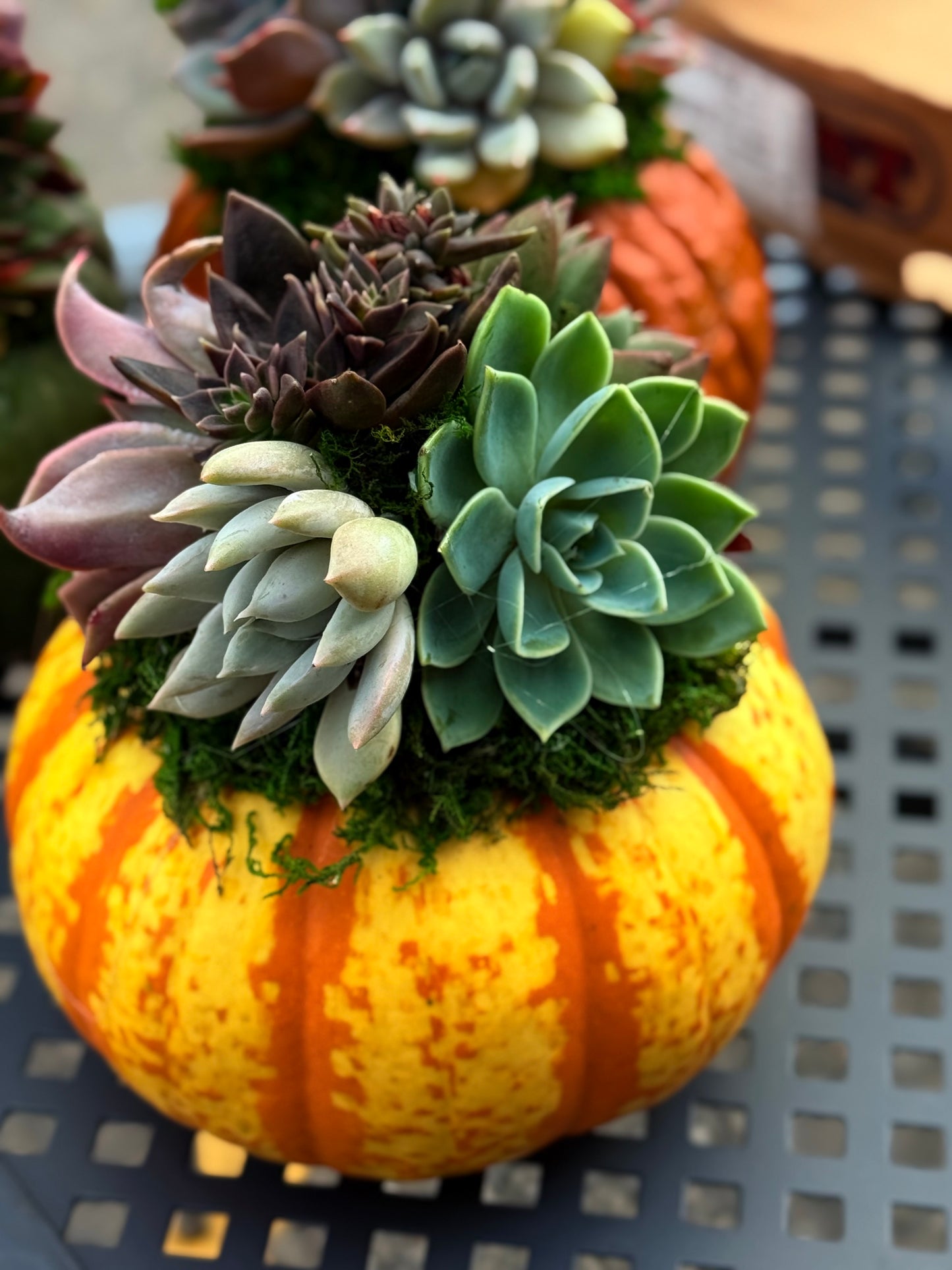 Succulent Pumpkin Workshop| ABC Brewing| Battle Lake, MN