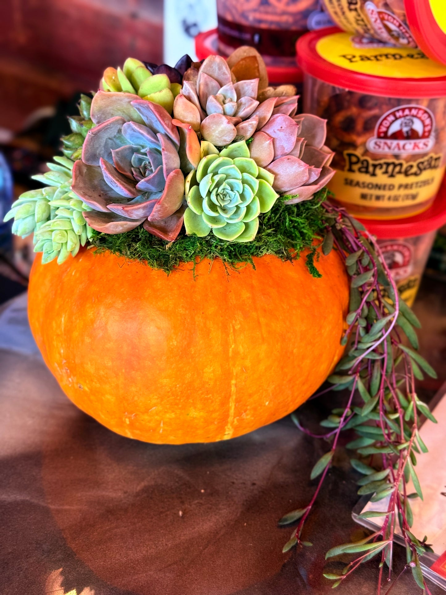 Succulent Pumpkin Workshop| ABC Brewing| Battle Lake, MN