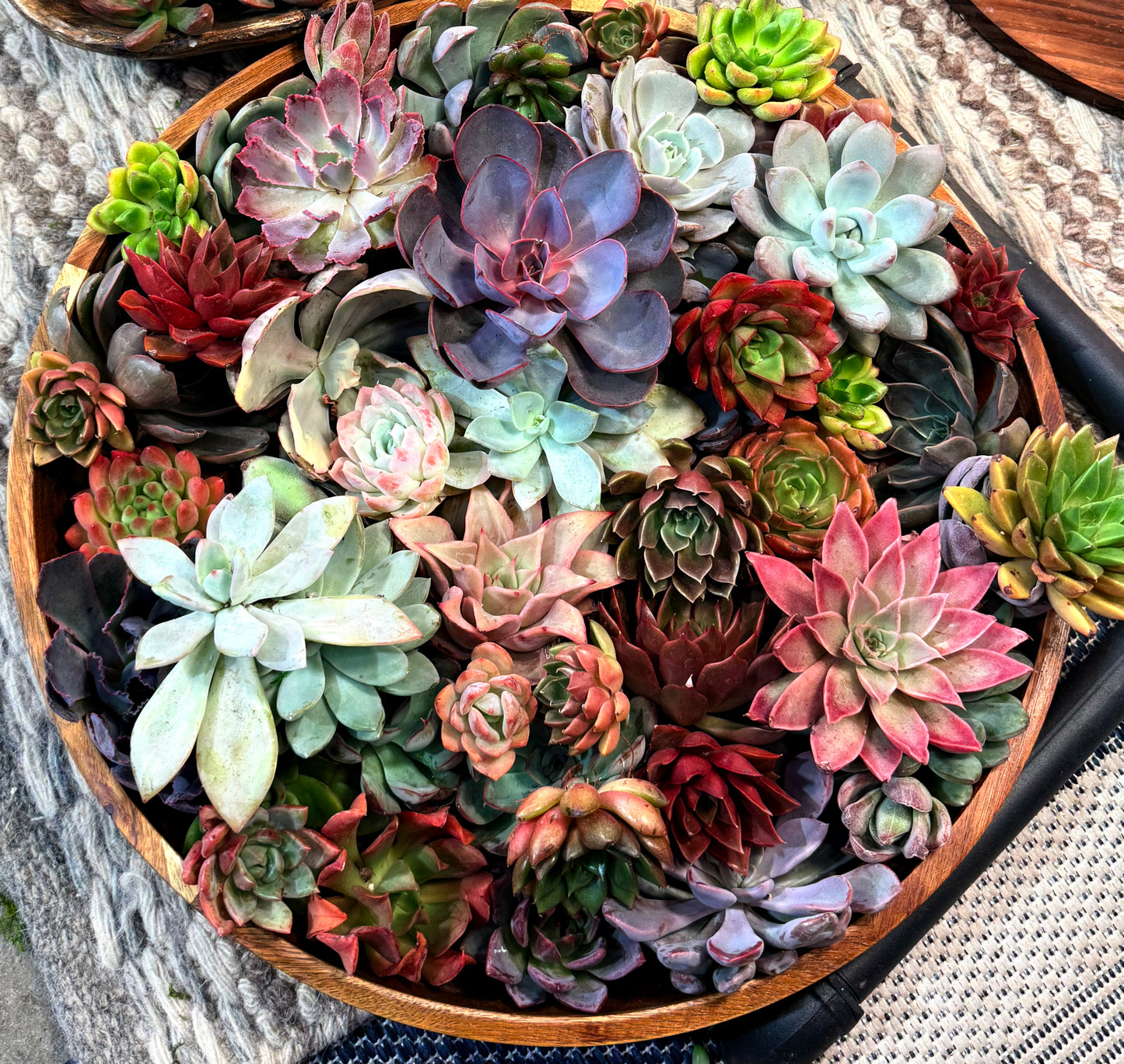 Succulent Pumpkin Workshop| ABC Brewing| Battle Lake, MN
