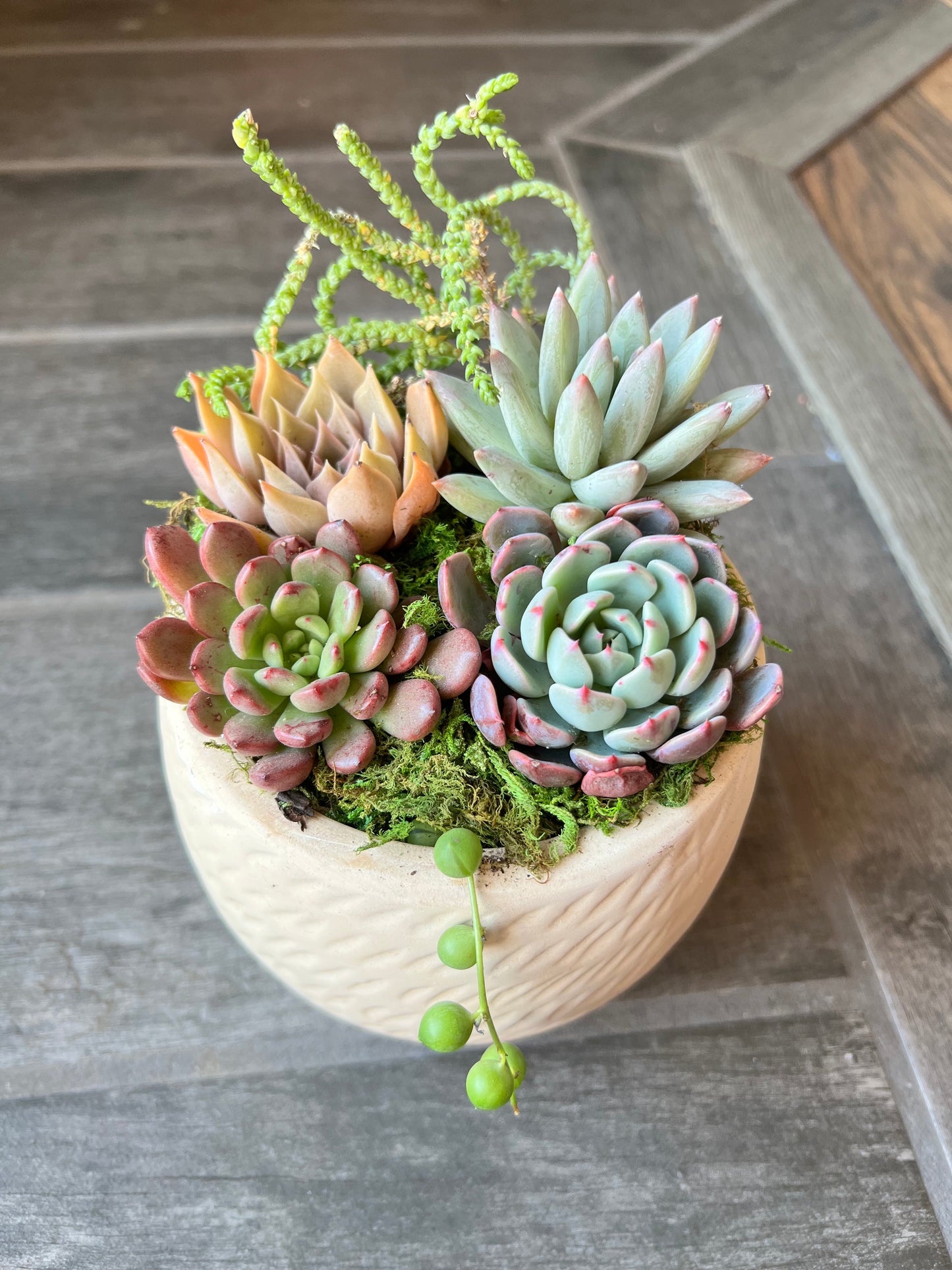 DIY Succulent Workshop | Wet woody's Pub & Grub | Deer Creek, MN | On the Deck Boat!