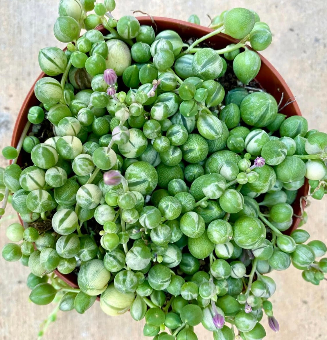 Variegated String of Pearls Trailing Succulent