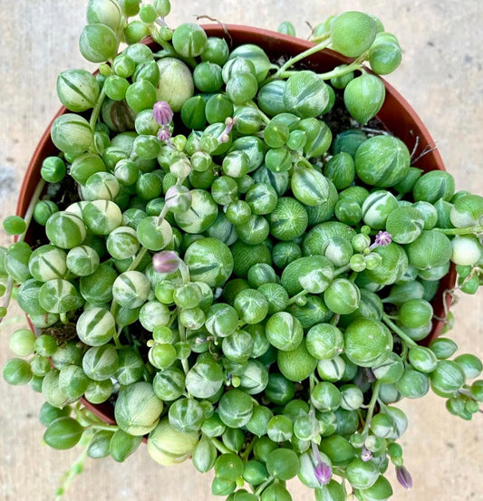 Variegated String of Pearls Trailing Succulent
