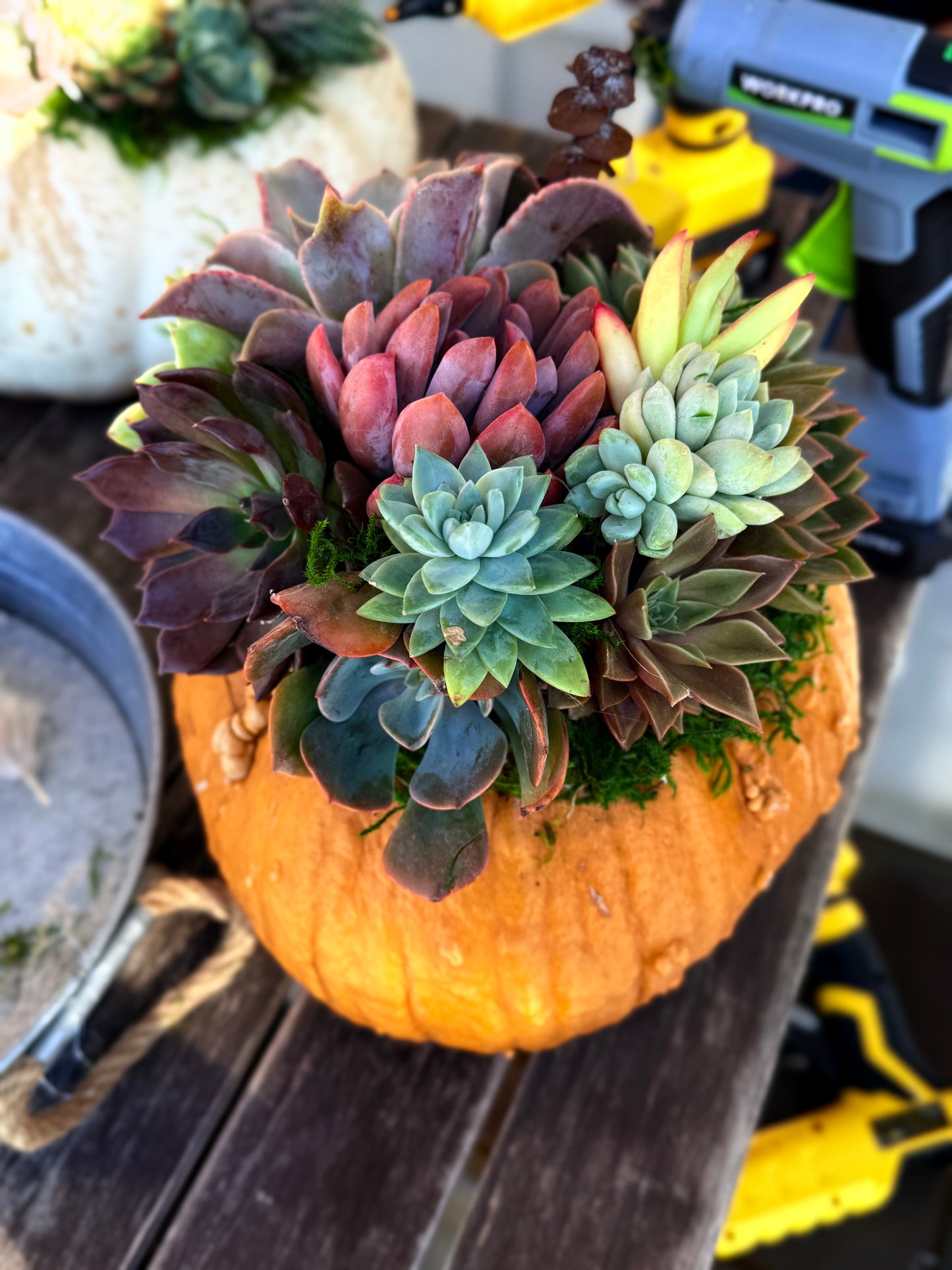 Succulent Pumpkin Workshop| Wet woody's Pub & Grub | Deer Creek, MN