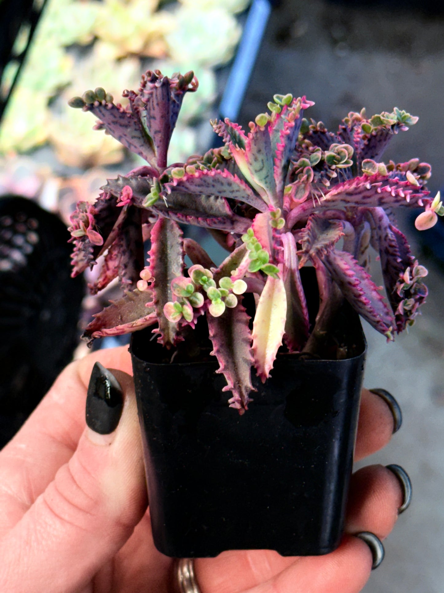 Rare Find -Variegated Pink Butterfly Mother of Thousands - Only 3 available