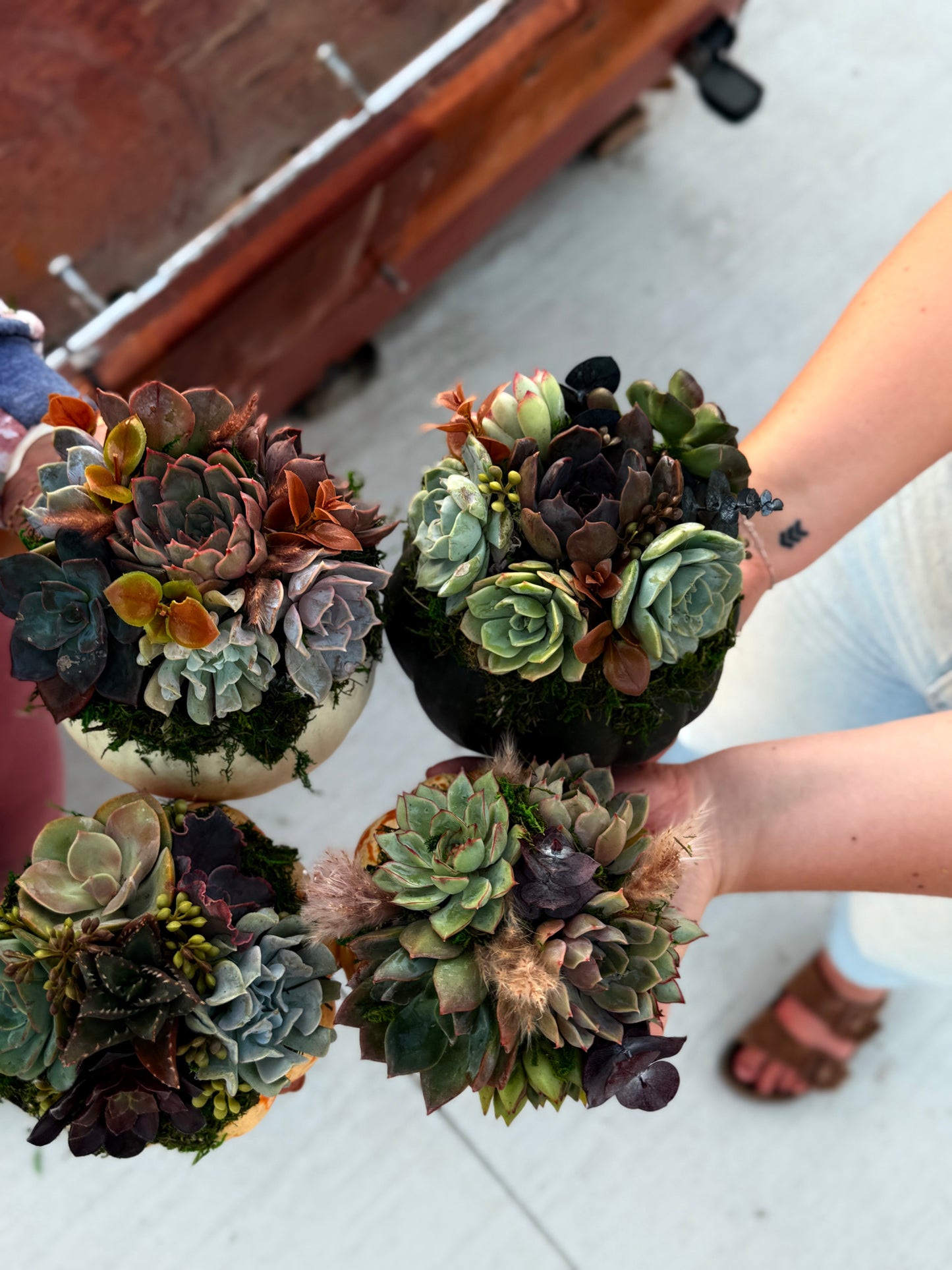Succulent Pumpkin Workshop| Wet woody's Pub & Grub | Deer Creek, MN