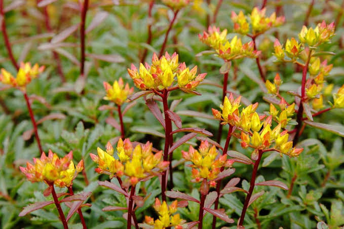 SEDUM WEIHENSTEPHANER GOLD -MN OUTDOOR PERENNIAL 4" POT