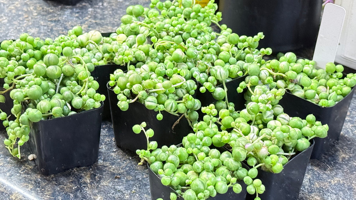Variegated String of Pearls Trailing Succulent